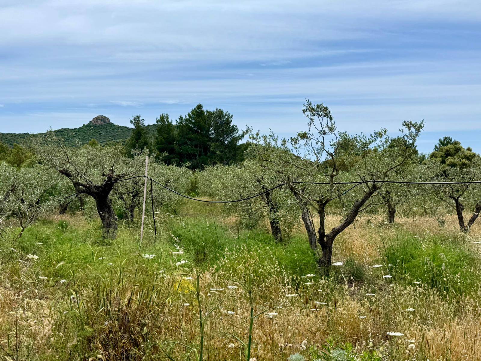 Terreno Agricolo a Villasimius